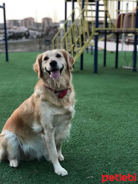 Kars Çoban Köpeği, Köpek  Çilek fotoğrafı