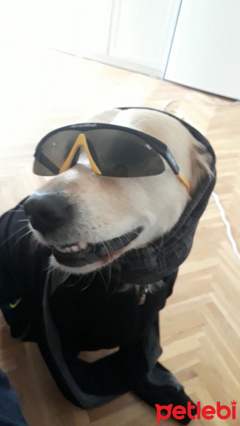 Kars Çoban Köpeği, Köpek  Çilek fotoğrafı