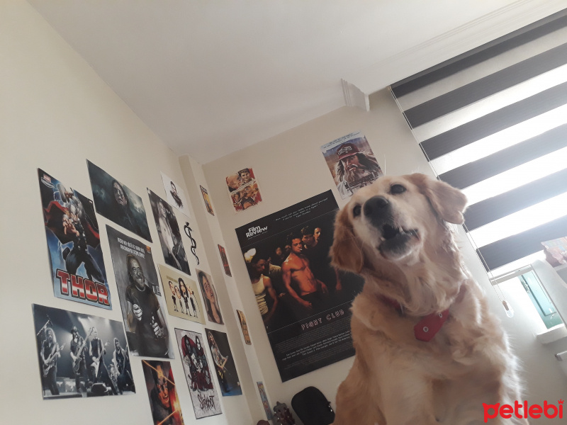 Kars Çoban Köpeği, Köpek  Çilek fotoğrafı