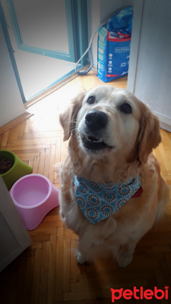 Kars Çoban Köpeği, Köpek  Çilek fotoğrafı