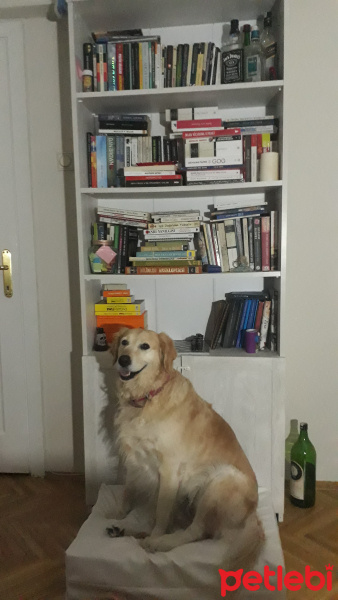 Kars Çoban Köpeği, Köpek  Çilek fotoğrafı