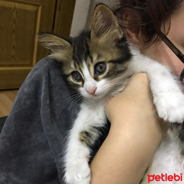 Norwegian Forest, Kedi  Vitrin fotoğrafı