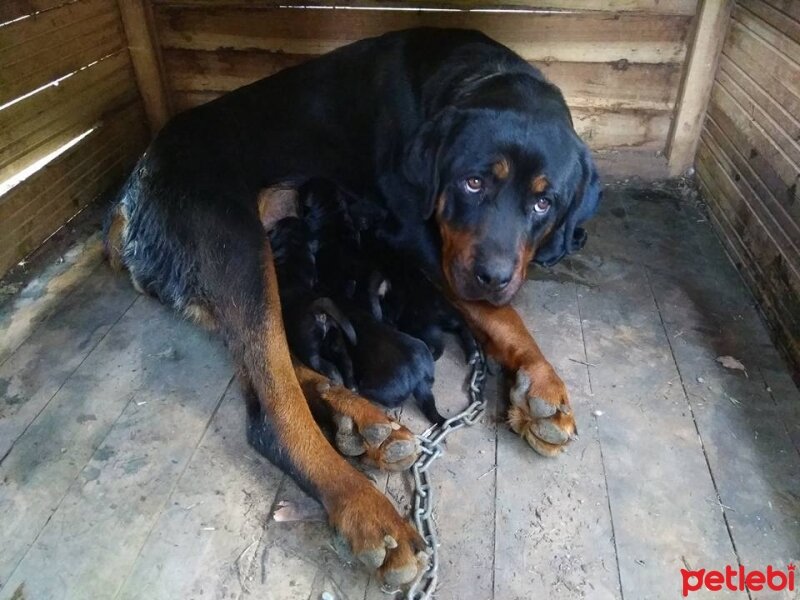 Rottweiler, Köpek  ismiyok fotoğrafı