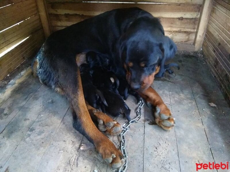 Rottweiler, Köpek  ismiyok fotoğrafı