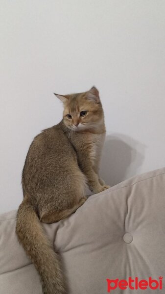 British Shorthair, Kedi  David fotoğrafı