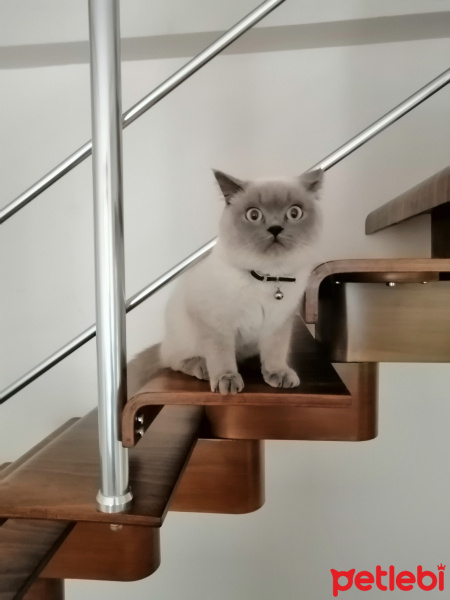 British Shorthair, Kedi  Morris fotoğrafı