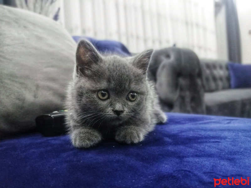 British Shorthair, Kedi  Behlül fotoğrafı