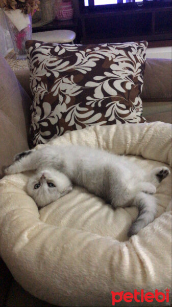 Scottish Fold, Kedi  Mila fotoğrafı