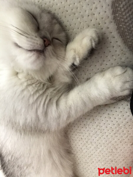 Scottish Fold, Kedi  Mila fotoğrafı