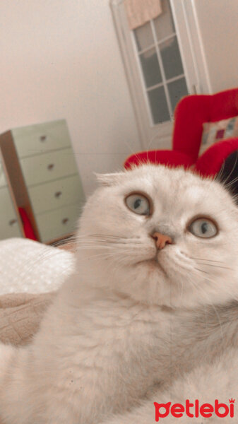 Scottish Fold, Kedi  Mila fotoğrafı