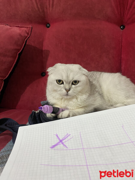 Scottish Fold, Kedi  Mila fotoğrafı