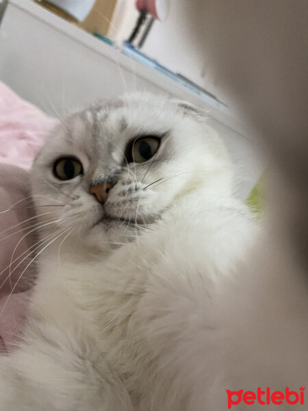 Scottish Fold, Kedi  Mila fotoğrafı