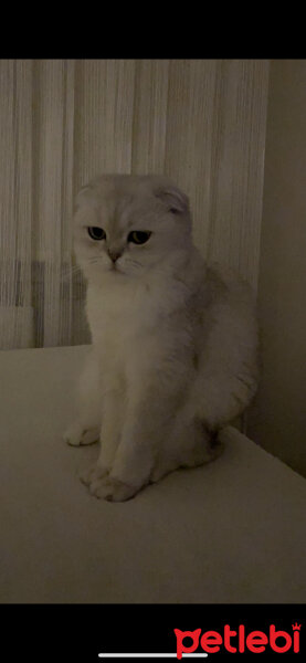 Scottish Fold, Kedi  Mila fotoğrafı