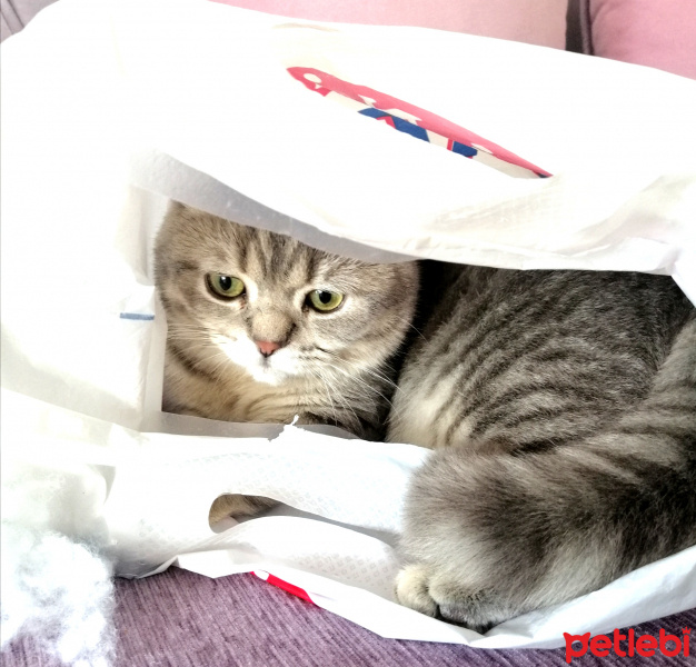British Shorthair, Kedi  Badem fotoğrafı