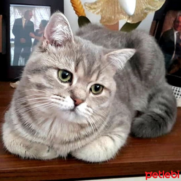British Shorthair, Kedi  Badem fotoğrafı