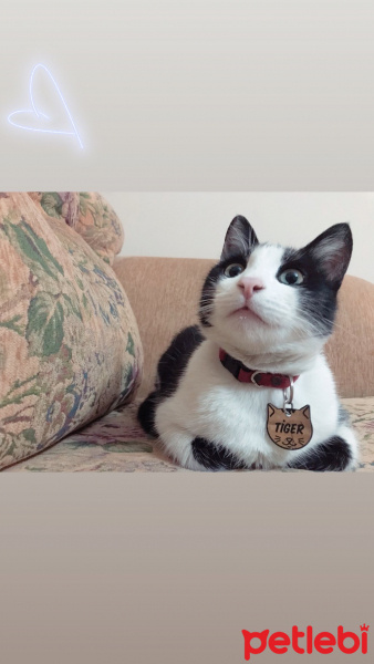 Tekir Kedi, Kedi  Tiger fotoğrafı