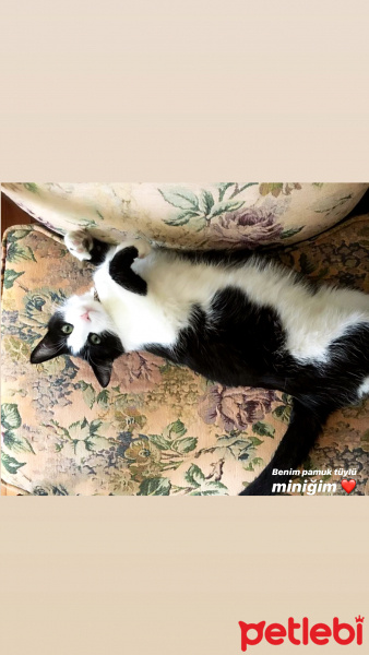 Tekir Kedi, Kedi  Tiger fotoğrafı