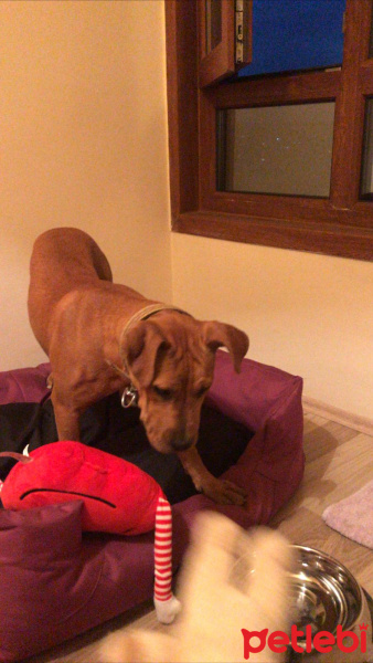 Amerikan Pitbull Terrier, Köpek  Polly fotoğrafı