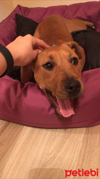 Amerikan Pitbull Terrier, Köpek  Polly fotoğrafı
