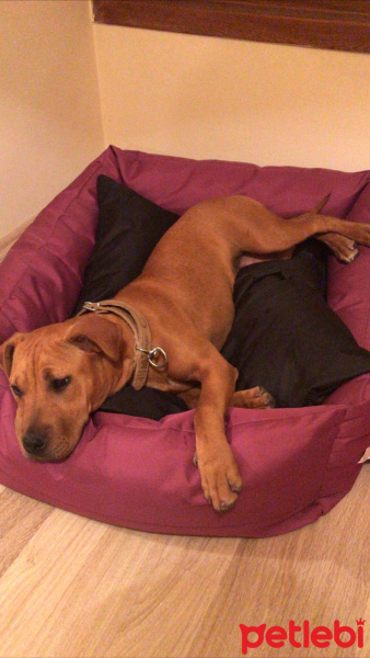 Amerikan Pitbull Terrier, Köpek  Polly fotoğrafı