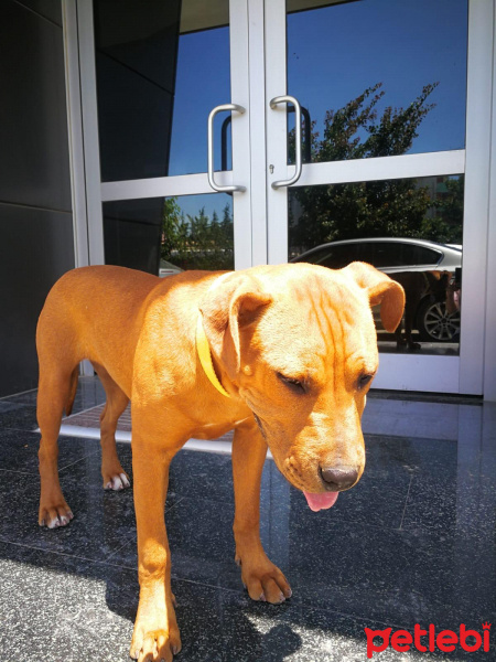 Amerikan Pitbull Terrier, Köpek  Polly fotoğrafı