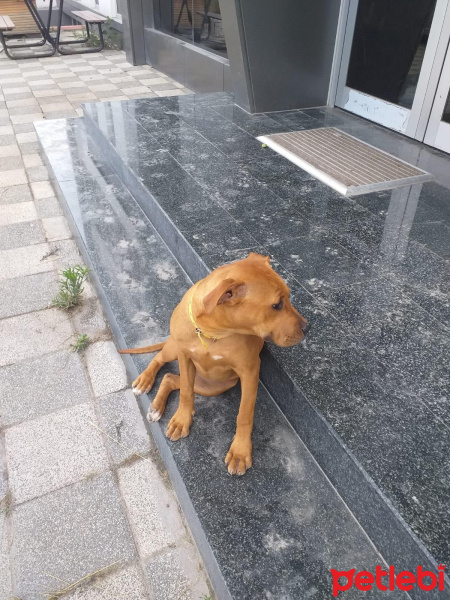 Amerikan Pitbull Terrier, Köpek  Polly fotoğrafı
