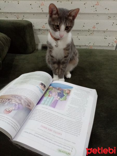 Tekir Kedi, Kedi  Marmelat fotoğrafı