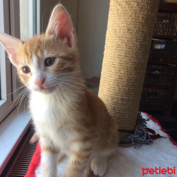 Sarman, Kedi  Boncuk fotoğrafı