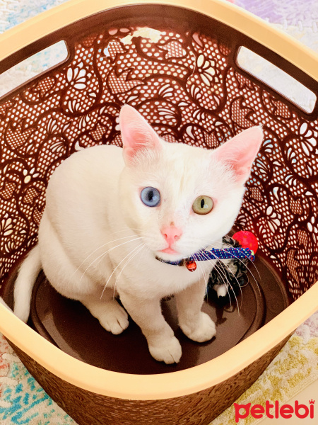 Van Kedisi, Kedi  Odin fotoğrafı