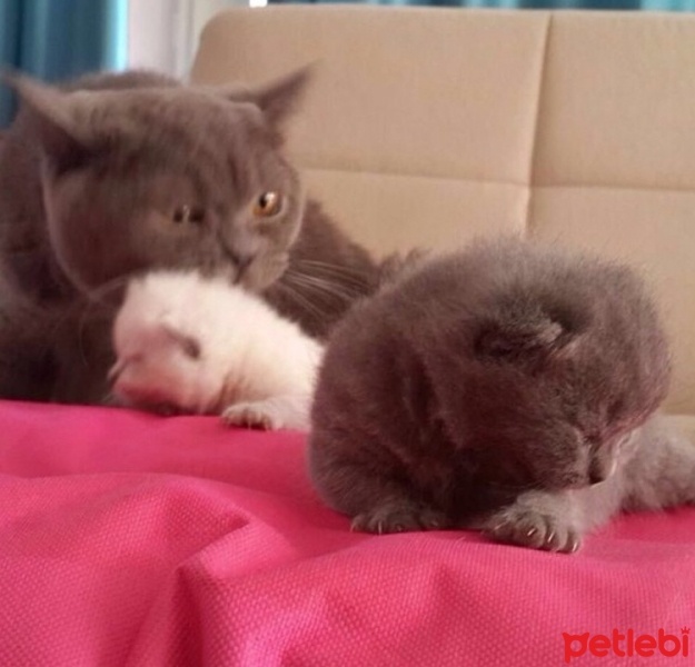 British Shorthair, Kedi  Nazlı fotoğrafı