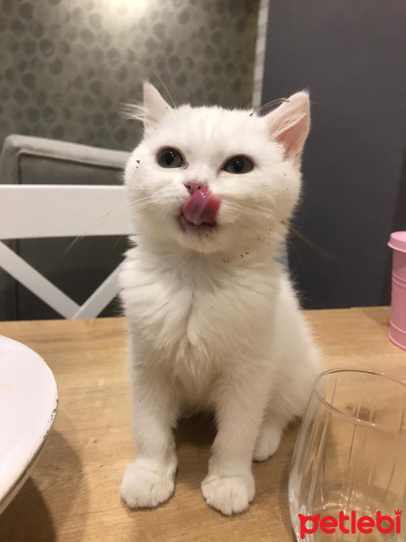 British Shorthair, Kedi  sütlaç fotoğrafı