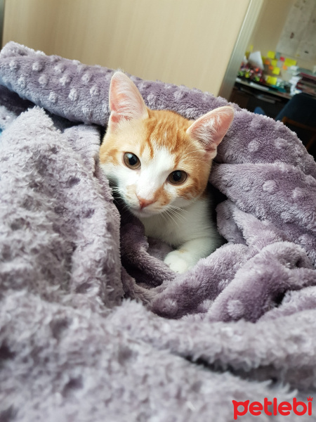 Sarman, Kedi  Rıfkı fotoğrafı