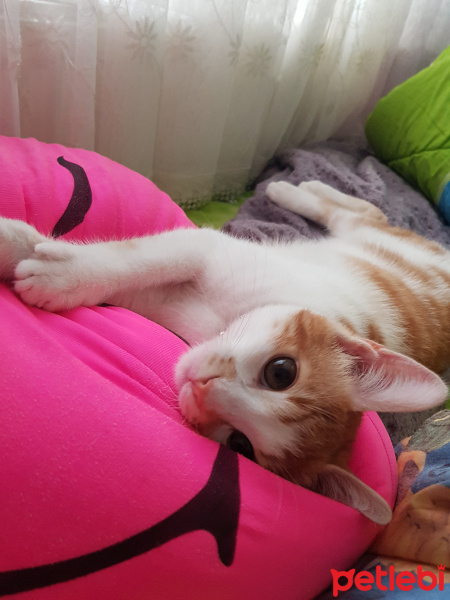 Sarman, Kedi  Rıfkı fotoğrafı