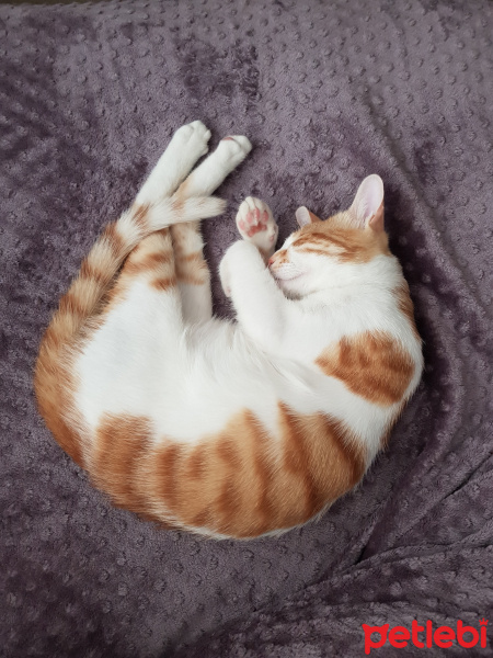 Sarman, Kedi  Rıfkı fotoğrafı