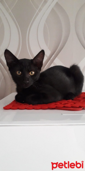 Tekir Kedi, Kedi  Gece fotoğrafı