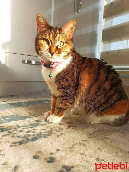 Tekir Kedi, Kedi  MİKMİK fotoğrafı