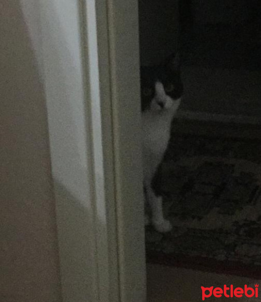 Tekir Kedi, Kedi  Bade fotoğrafı