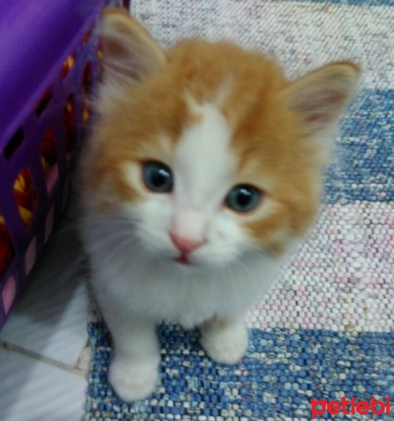 Chinchilla, Kedi  Lokum fotoğrafı