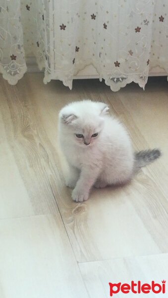 Scottish Fold, Kedi  Duman fotoğrafı