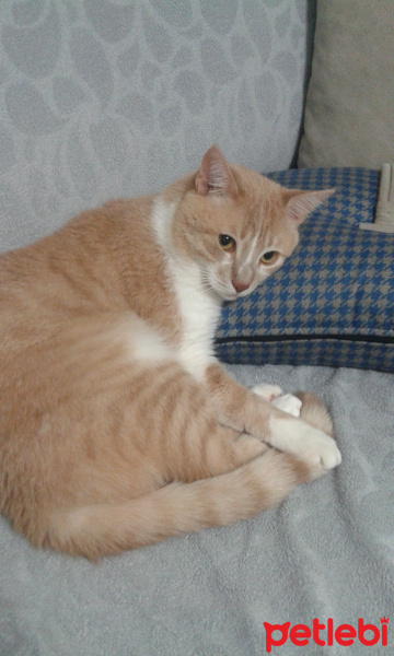 Sarman, Kedi  Karamel fotoğrafı
