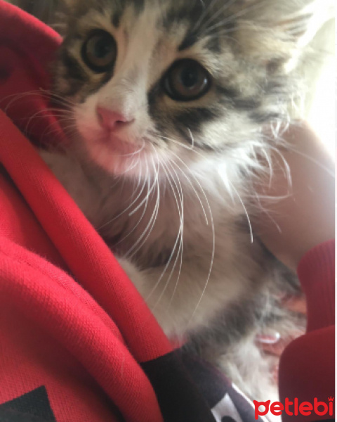 Tekir Kedi, Kedi  minnak fotoğrafı