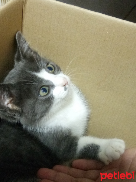 Tuxedo (Smokin) Kedi, Kedi  Carmen fotoğrafı