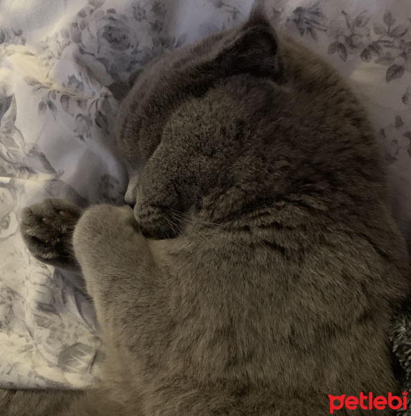 Scottish Fold, Kedi  Pizza fotoğrafı