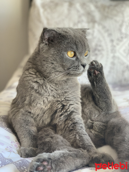 Scottish Fold, Kedi  Pizza fotoğrafı