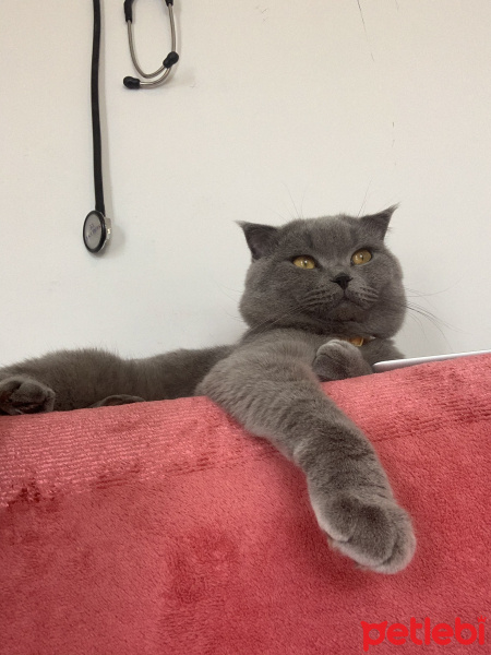 Scottish Fold, Kedi  Pizza fotoğrafı