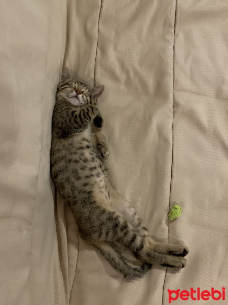 Scottish Fold, Kedi  Pizza fotoğrafı