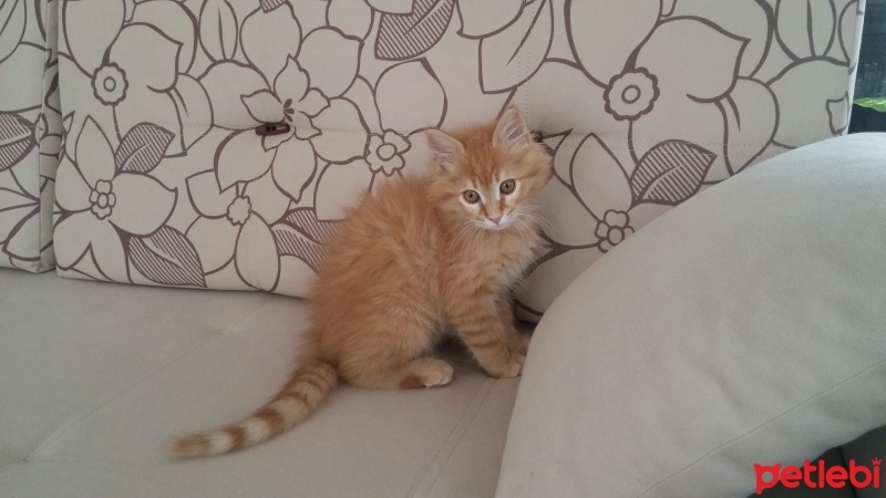 İran Kedisi (Persian), Kedi  Minnoş fotoğrafı