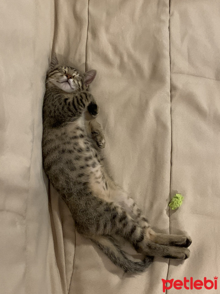 Tekir Kedi, Kedi  Muffin fotoğrafı