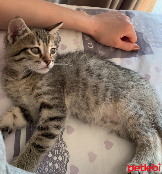 Tekir Kedi, Kedi  Muffin fotoğrafı