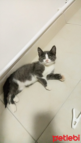 Tuxedo (Smokin) Kedi, Kedi  Carmen fotoğrafı